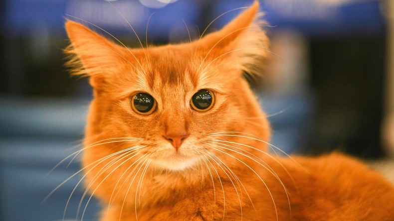Geheimes Katzen-Kartell? Mietze bringt Drogen nach Hause, Herrchen verpfeift sie an Polizei