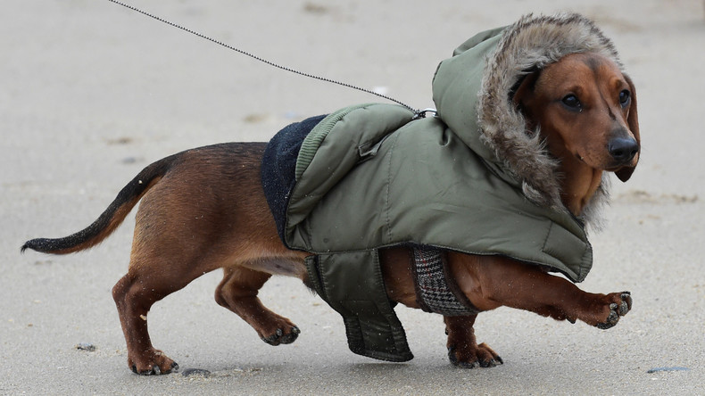 Kanadische Ärzte fertigen im 3D-Druck neuen Schädel für krebskranken Hund