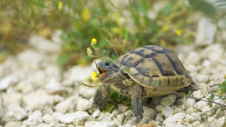 Spielend zur Genesung: Verletzte Schildkröte bekommt Rollstuhl aus Lego