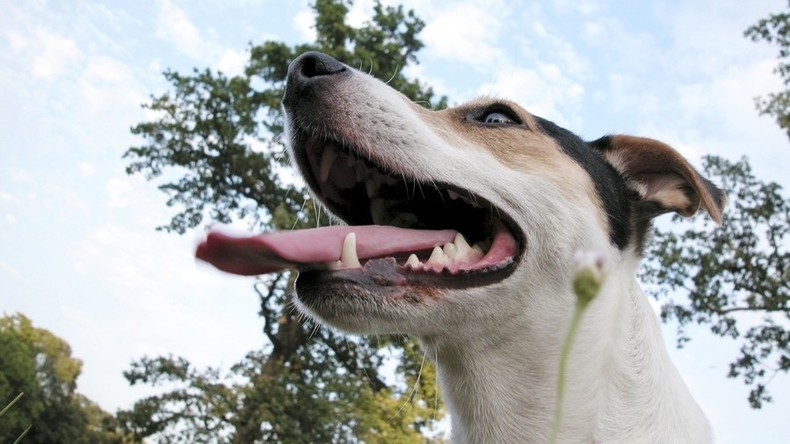 IKEA Russland vergleicht Frauen mit Hunden und muss sich für Sexismus entschuldigen