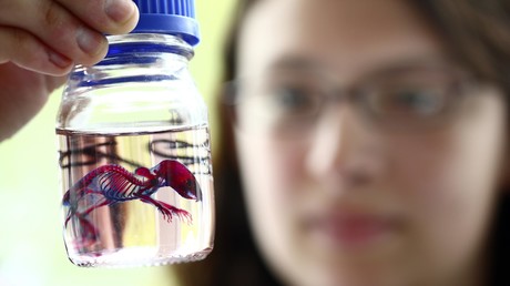 Nachwuchs von zwei Müttern: Wissenschaftler zeugen gesunde Mäusebabies von Nagerweibchen