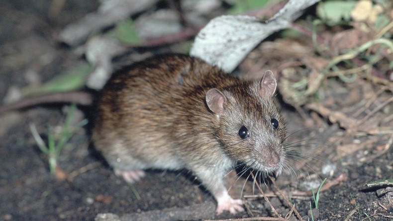 Ratte beißt in Kabel und verursacht Stromausfall in Düsseldorf 
