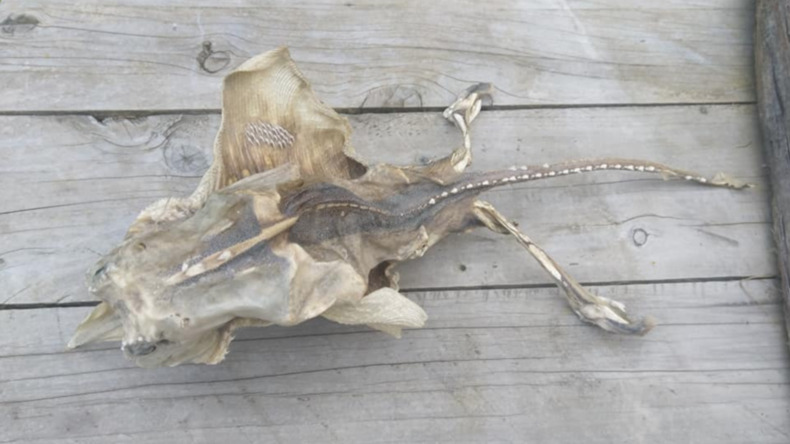 Frau findet "Seemonster" an Strand in Neuseeland – Facebook-Nutzer rätseln über Lebewesen