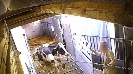 Tierquälerei in niedersächsischen Schlachthöfen: Amtstierärzte machten mit