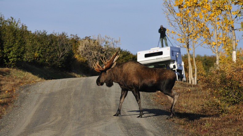 Ist jemand zu Hause? Elch klingelt in Alaska an Haustür