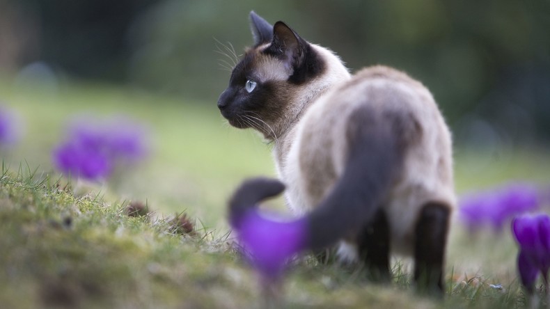 Katze trifft Besitzer nach einem Monat auf Brandstätte in Kalifornien wieder