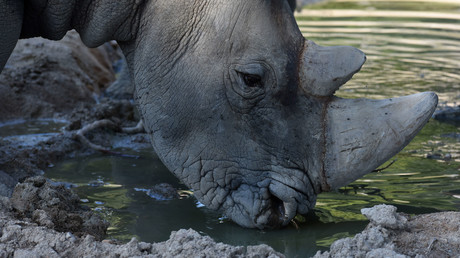 Von Fluten mitgerissenes Nashorn kehrt aus Indien nach Nepal zurück