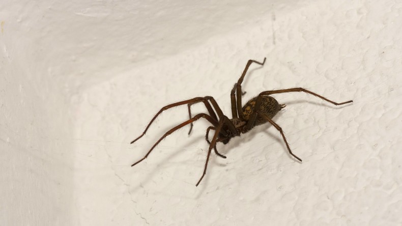 "Warum stirbst du nicht?": Polizei ahnt Schlimmes und entdeckt Mann, der Spinne töten will