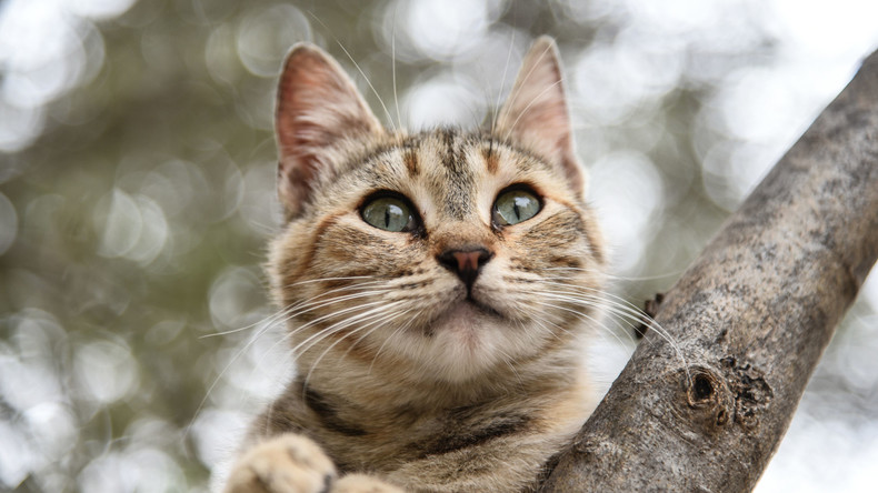 Keine Wertschätzung: Katze eines Kunsthistorikers zerstört Gemälde aus 17. Jh.