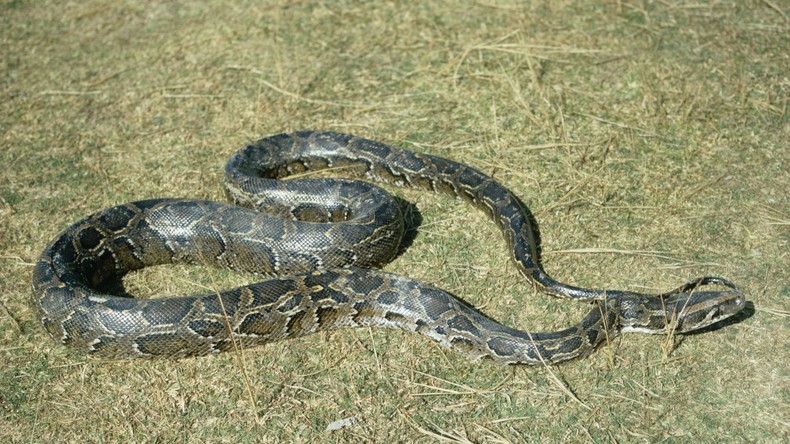 Australische Eltern retten Sohn mit Plastik-Sparbüchse vor Python