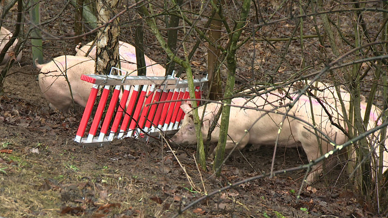 Viehtransporter rammt Auto - drei Tote, viele Schweine verendet