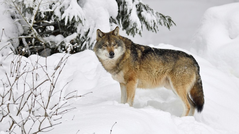 "Doppelt schwere Aufgabe": Schleswig-Holstein genehmigt Wolfsabschuss