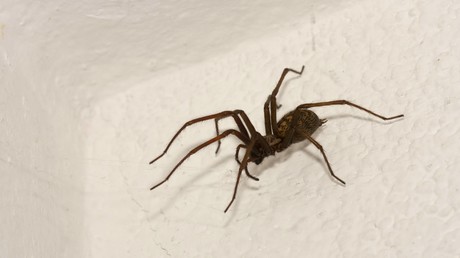 "Warum stirbst du nicht?": Polizei ahnt Schlimmes und entdeckt Mann, der Spinne töten will