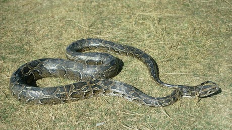 Australische Eltern retten Sohn mit Plastik-Sparbüchse vor Python