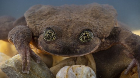 Bolivien: Der wohl einsamste Frosch der Welt bekommt ein Date