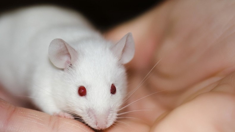 Bald auch menschliche Gliedmaßen? Forscher lassen Zehen von Mäusen neu wachsen