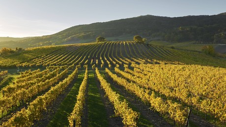 Österreich weltweit Spitze bei ökologischer Landwirtschaft