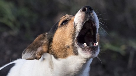 Schnauze nicht halten wird teuer: Französische Stadt stellt bellen unter Strafe