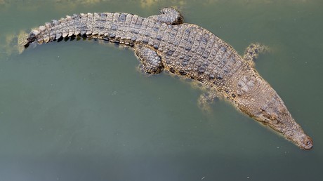 Malaysia: Mann muss zusehen, wie Krokodil seinen Onkel auffrisst