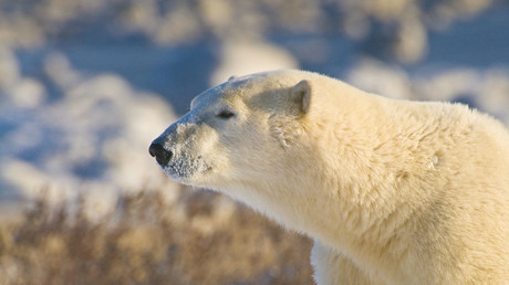 Entwarnung am Polarmeer: Eisbären ziehen sich aus Siedlungen zurück