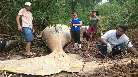 Kadaver von Buckel-Wal am Amazonas verblüfft Biologen