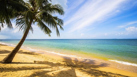 Pottwal-Exkremente für 500.000 US-Dollar: Mann findet Ambra-Klumpen an Strand in Thailand