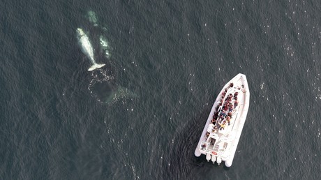 Japan: Fähre kollidiert mit Meerestier – über 80 Verletzte