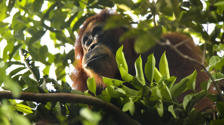 Indonesien: Orang-Utan mit 74 Gewehrkugeln im Leib entdeckt