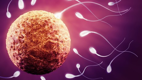 Eingefrorene Spermien schwängern Schafe nach 50 Jahren