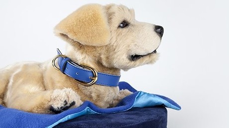 Neuer Hunde-Roboter soll Senioren und Menschen mit Demenz unterstützen