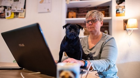 Mops gepfändet und über Ebay verkauft: Gutachten entlastet Stadtverwaltung, aber neuer Ärger droht
