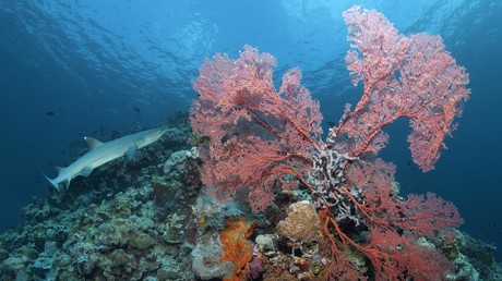 Hai verletzt 25-Jährigen im Great Barrier Reef schwer