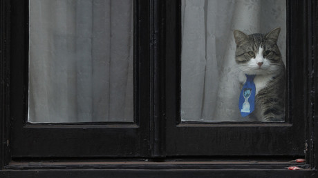 WikiLeaks zeigt Julian Assanges Kater: Stubentiger in Sicherheit, aber unter Spionageverdacht