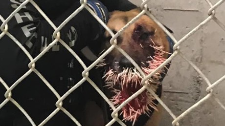K-9-Offizier stößt bei Verfolgung auf Stachelschwein – 200 Stacheln im Maul