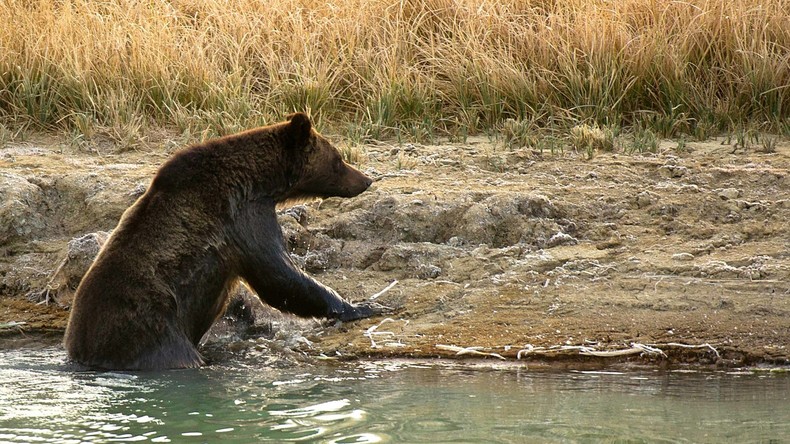 Tierische Entspannung: Bären besetzen Jacuzzi – Touristen haben das Nachsehen 
