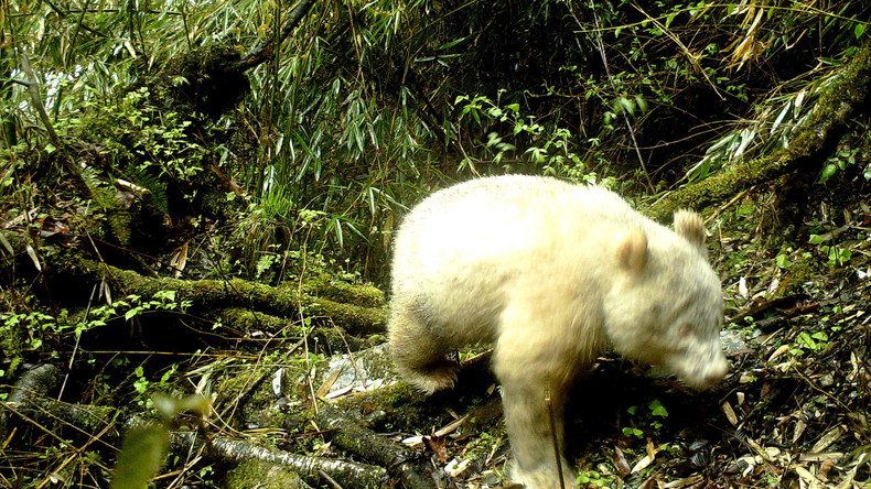 Weiß von Kopf bis Pfote: Naturpark in China veröffentlicht weltweit erste Fotos von Albino-Panda