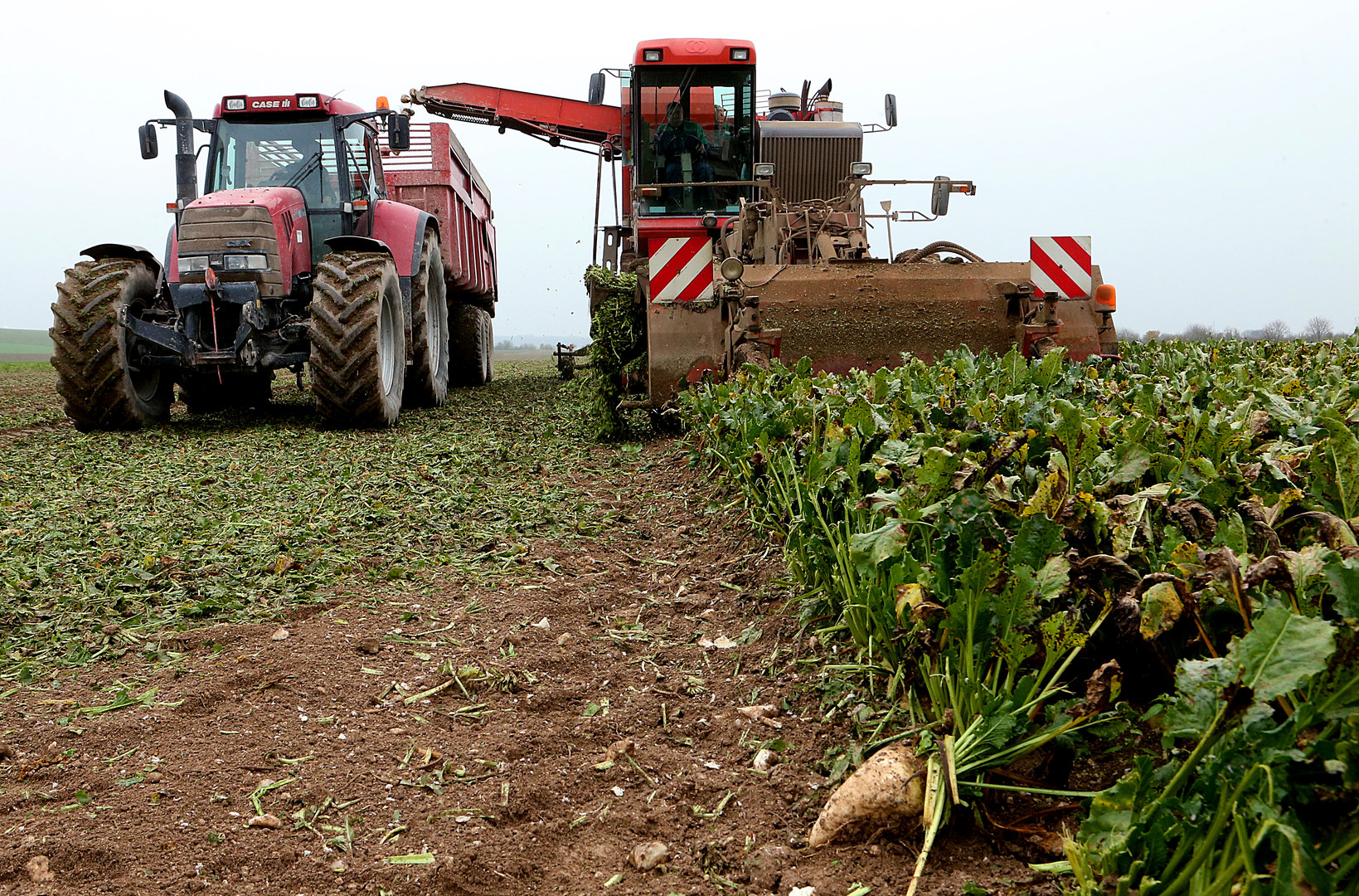 Liberalisierung des Zuckerrübensektors durch EU-Kommission hat fatale Folgen für Bauern in der EU