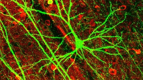 Versuchskaninchen Kinder: Neuromarketing als orangefarbene Revolution
