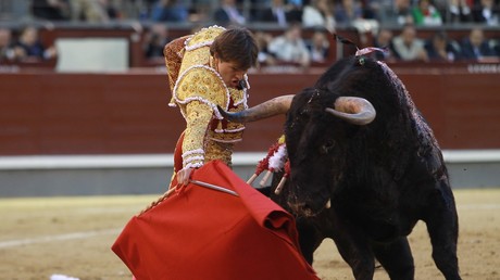 Bulle spießt Torero auf - Horn dringt durch Gesäßfalte ein