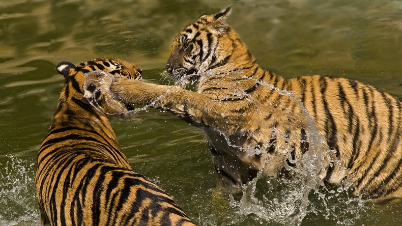 Putin über Russland im Handelskrieg: Wenn Tiger im Tal kämpfen, wartet der schlaue Affe das Ende ab
