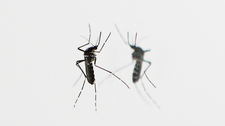 Familie aus Island infiziert sich im Urlaub: Erstmals Chikungunya-Virus in Spanien