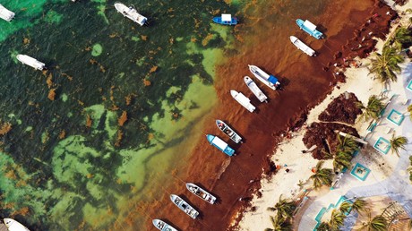 Braune Flut: Algenpest bedroht Tourismus in Mexiko