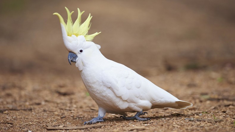 Sprachgenie Kakadu: Heimvogel erlernt Hundesprache