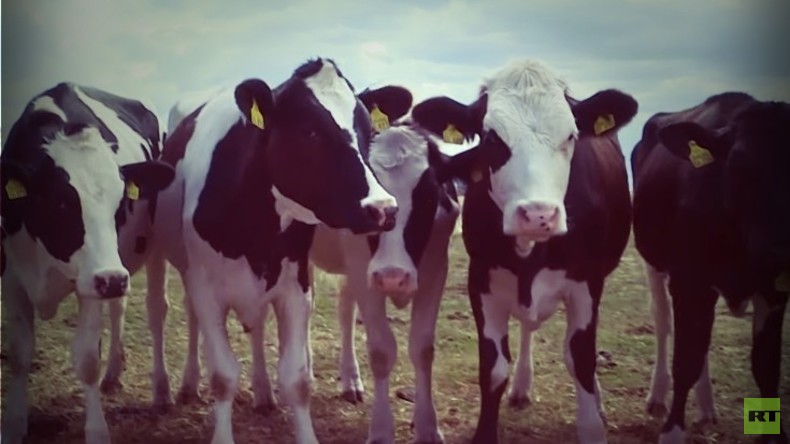 Futter wird knapp: Landwirte leiden unter der Trockenheit (Video)