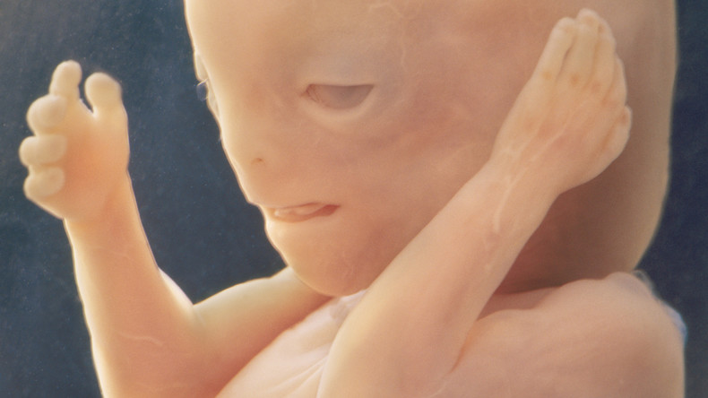 مرحله نهایی در جهت پرورش اندام: محققان در چین برای اولین بار جنین میمون را پرورش می دهند.