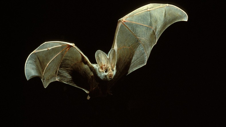 Fledermaus fliegt mit Billigflieger
