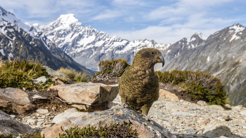 Überreste eines riesigen Papageis in Neuseeland entdeckt