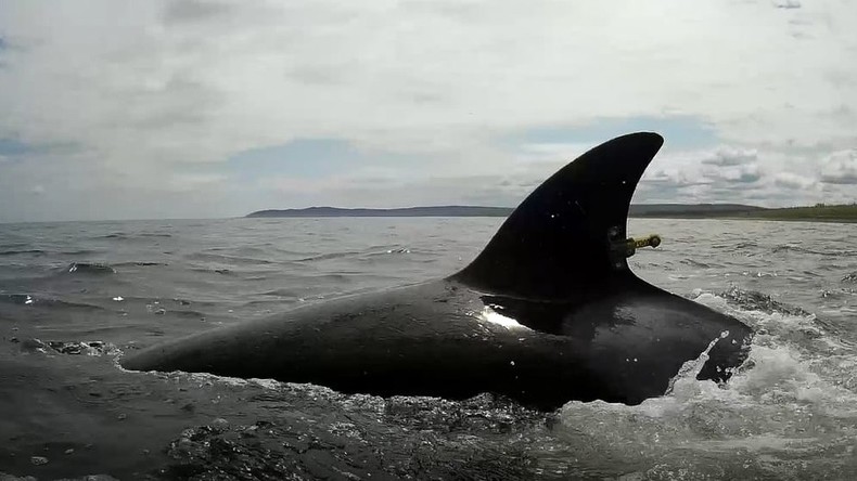 Russland: Dritte Gruppe von Meeressäugern aus "Walgefängnis" in die Wildnis entlassen