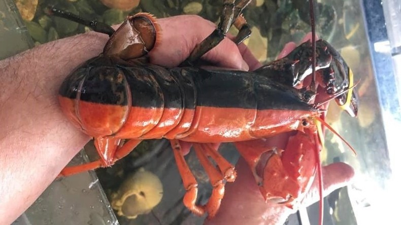 Seltenheitswert als Lebensretter: Zweifarbiger Hummer darf nach Zurschaustellung in Freiheit zurück