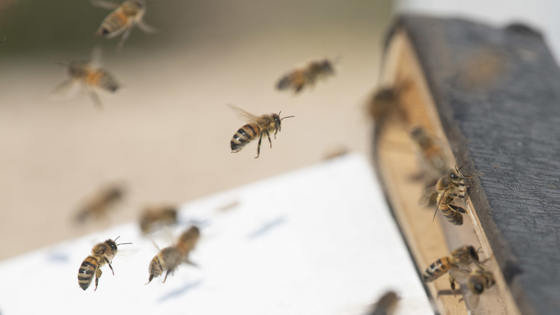 Indien: Bienenschwarm auf Cockpitscheibe sorgt für dreistündige Flugverspätung